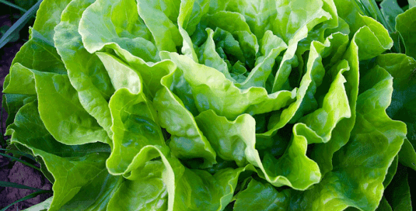 lettuce-940032_1280