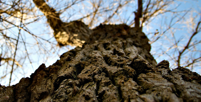 Choosing the Right Tree Species | Kentucky Hort News