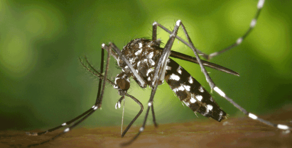 tiger-mosquito-49141_1920