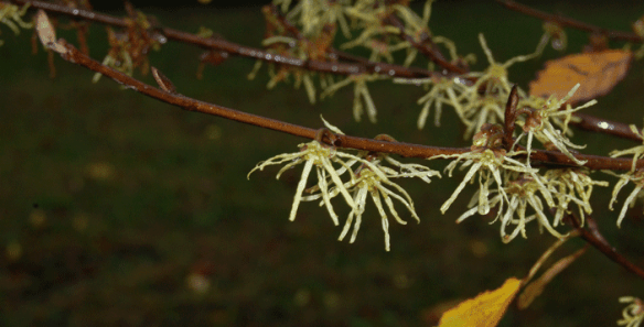 witchhazel 2015-10-27-13.21