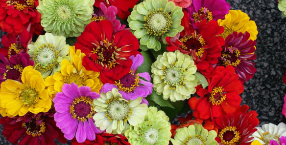 zinnias-616470