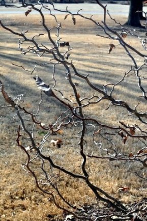 ‘zydeco twist_ black gum