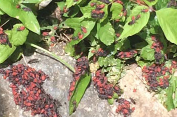 aggregation of boxelder bug adults and nymphs near foundation
