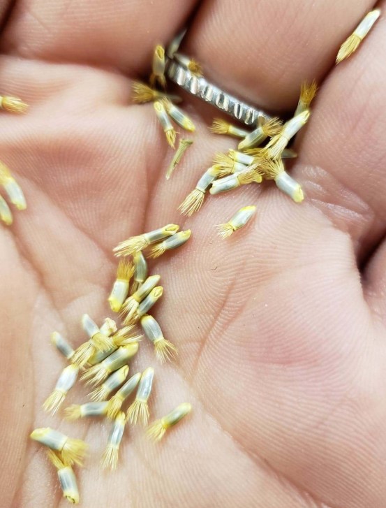 bachelor button seeds