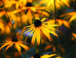 blackeyedsusan