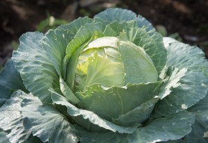 Cabbage