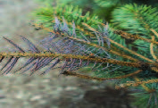 Figure 1: Needles infected with Rhizosphaera turn purplish brown during summer. (Photo: Julie Beale, University of Kentucky)