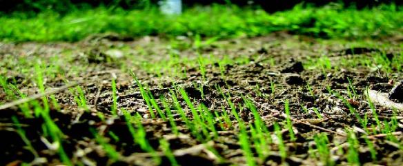 grass seedlings