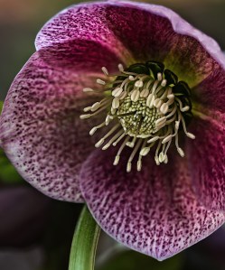 hellebores
