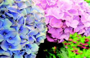 hydrangea blue pink