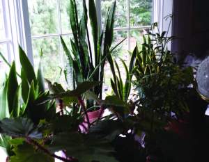 indoor plants