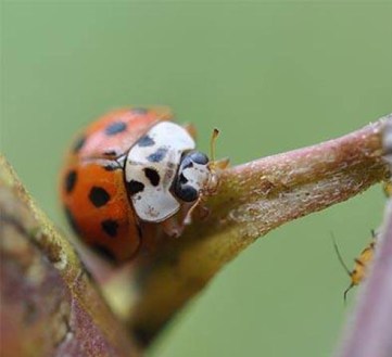 lady beetle