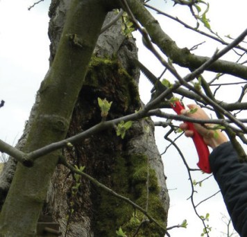 pruning saw.jpg