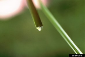 close up yellow nutsedge