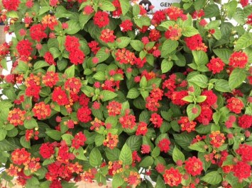 lantana.jpg