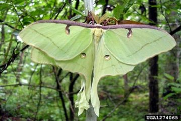 luna moth 2