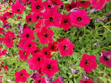 Tidel Wave red valour Petunia