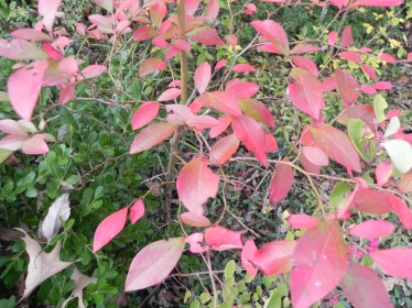 30 Oct 2011 Plants TN 0132