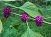 beautyberry