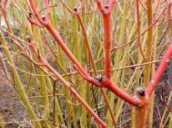red twig