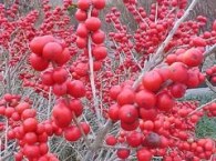 winterberry
