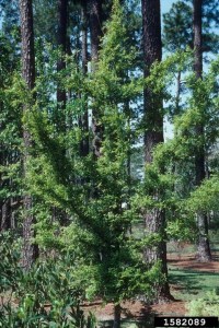 Overall habit (Photo John Ruter, University of Georgia, Bugwood.org)