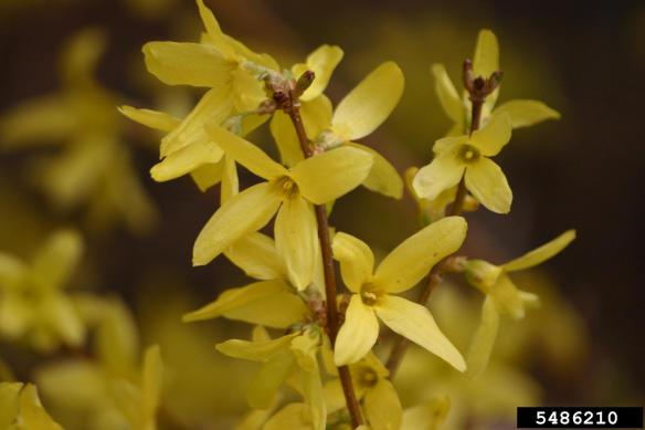 forsythic Denise Ellsworth the ohio state university