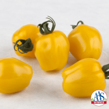 Tomato Apple Yellow’