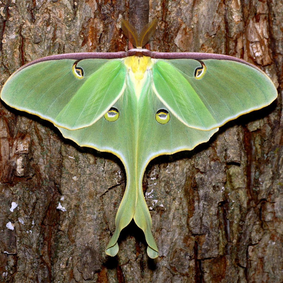A vibrant green Luna moth with intricate patterns resting on a textured tree bark.