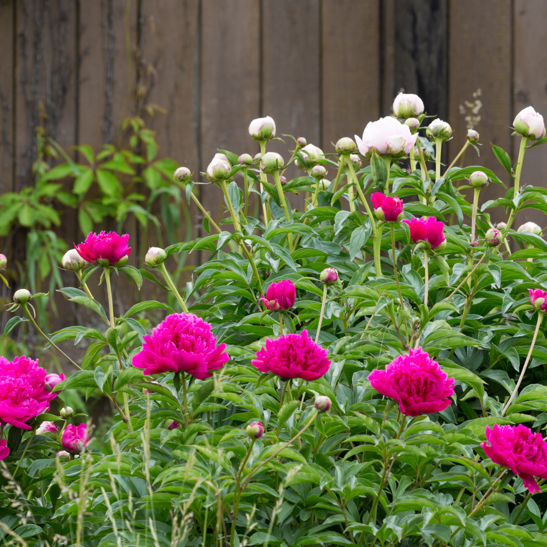 A vibrant display of pink peony flowers blooming amid green leaves, with some buds yet to open, against a rustic wooden background.