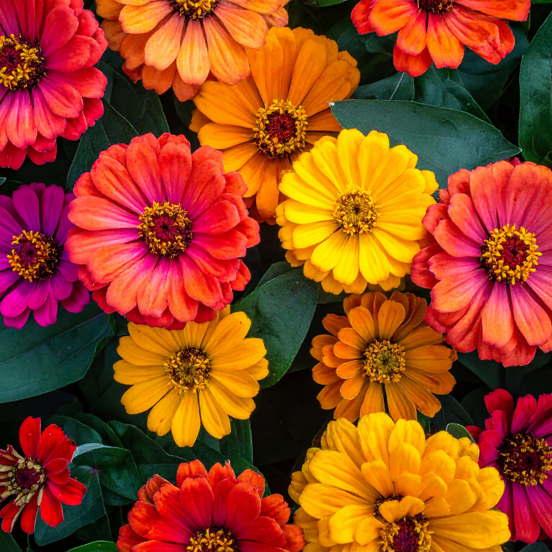 A vibrant assortment of colorful zinnia flowers in various shades of red, pink, orange, and yellow, surrounded by green leaves.