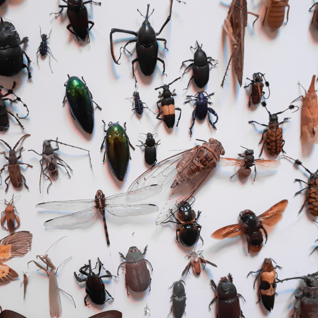A collection of various insects displayed on a white background, including beetles, cicadas, dragonflies, and other species, showcasing their diverse shapes and colors.