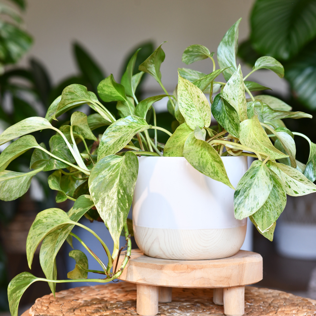 A green pothos plant with variegated leaves in a modern white and wood planter, displayed on a wooden stand.